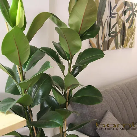 Bamboo Pastorelli Apartment Milan
